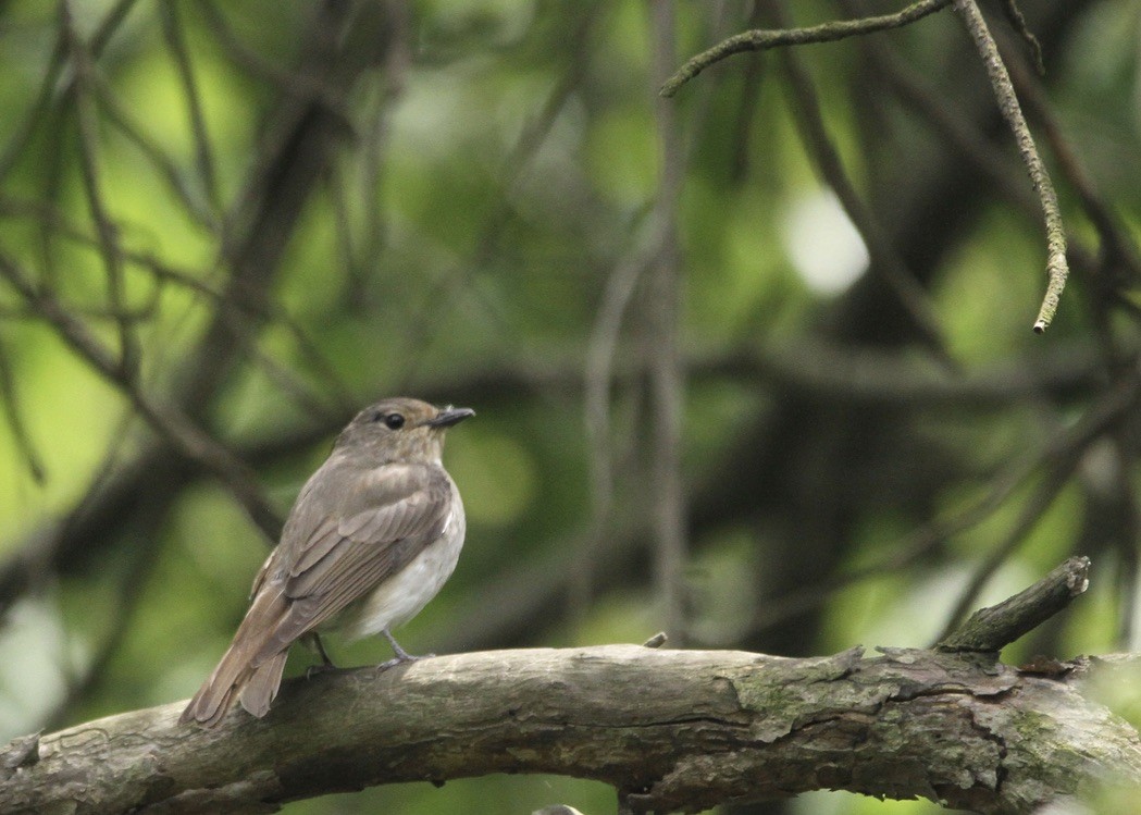 Blue-and-white Flycatcher - Richard Davis