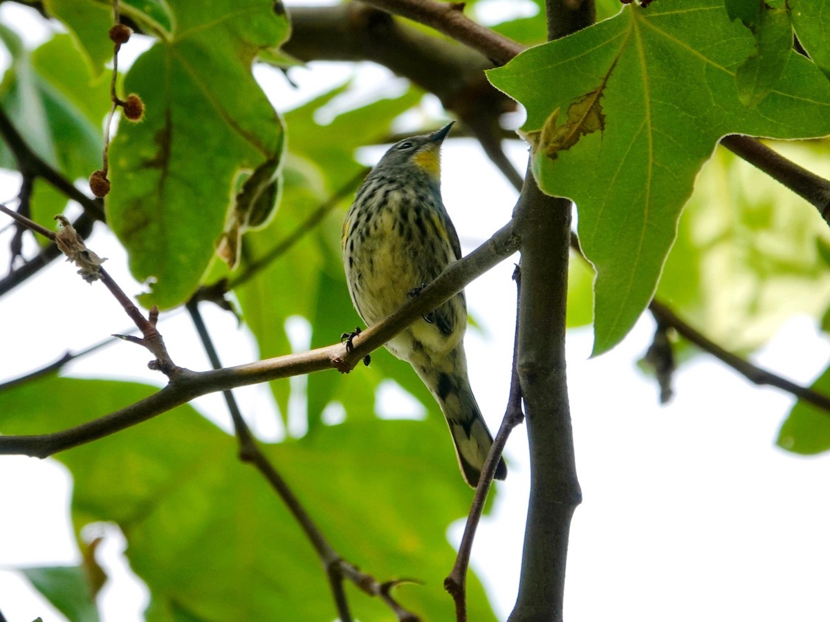 Yellow-rumped Warbler - TK Birder