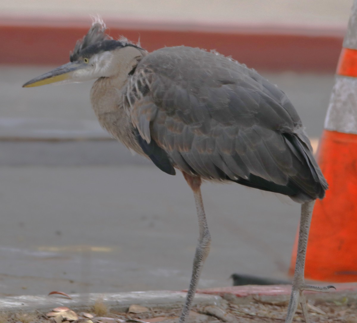 Great Blue Heron - Barry Spolter