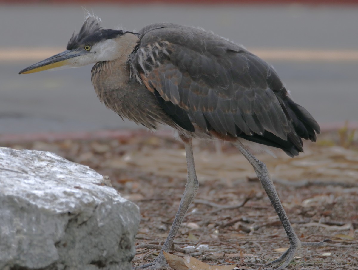 Great Blue Heron - Barry Spolter