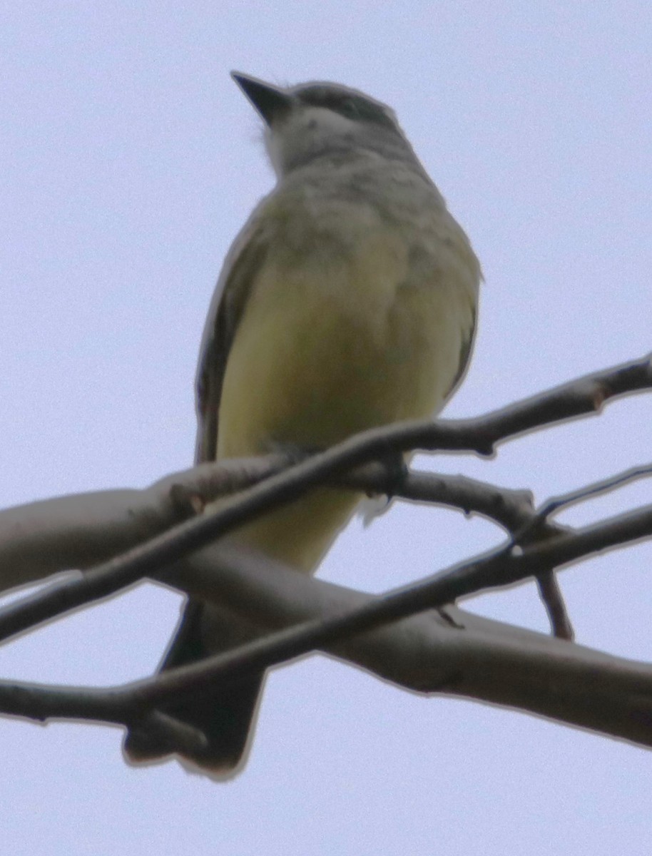 Cassin's Kingbird - Barry Spolter