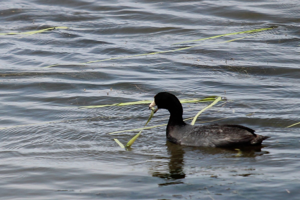 American Coot - Anonymous