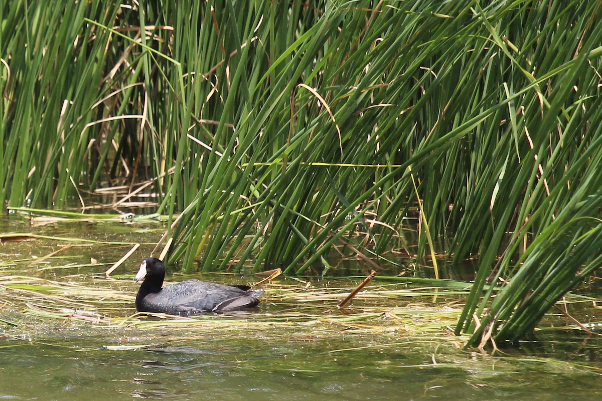 American Coot - Anonymous