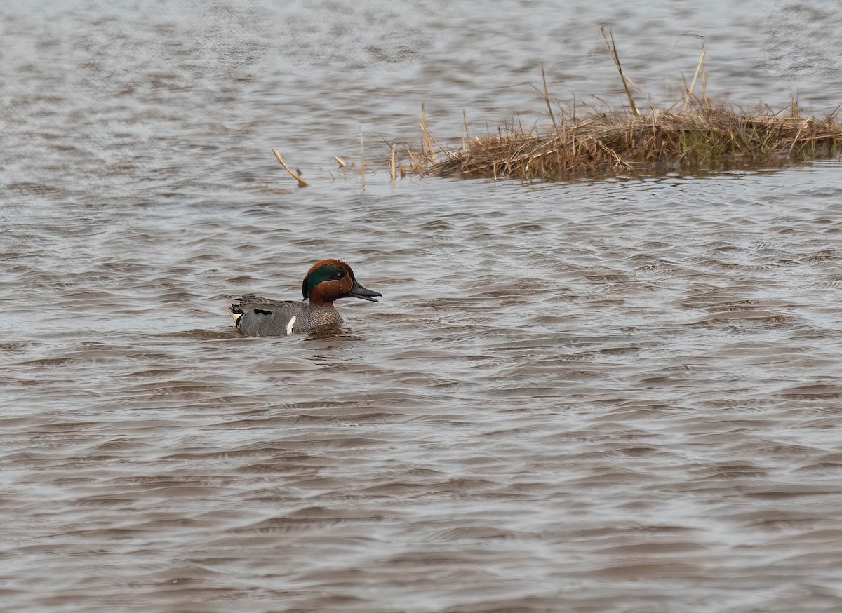 Green-winged Teal - Peggy Scanlan