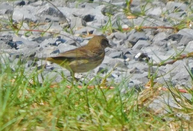 Palm Warbler - ML618890267