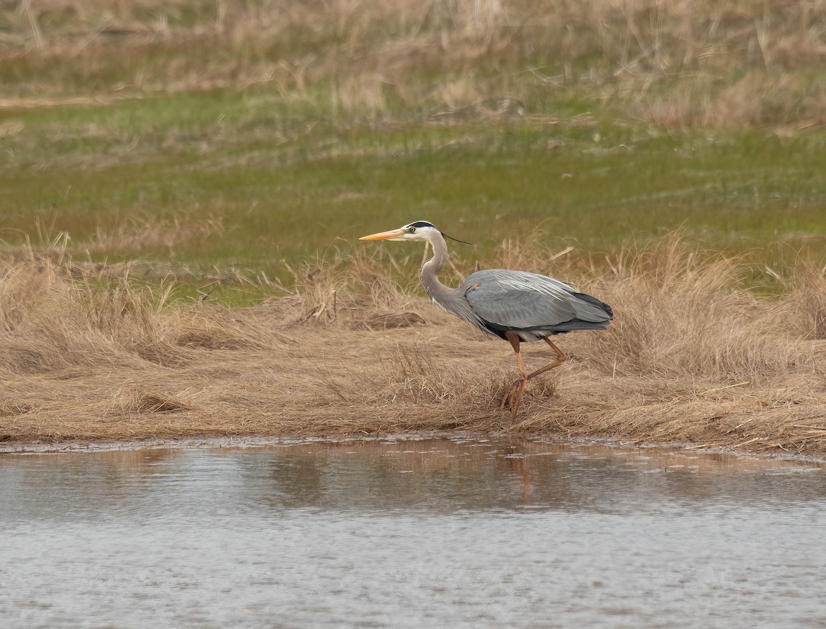 Great Blue Heron - Peggy Scanlan