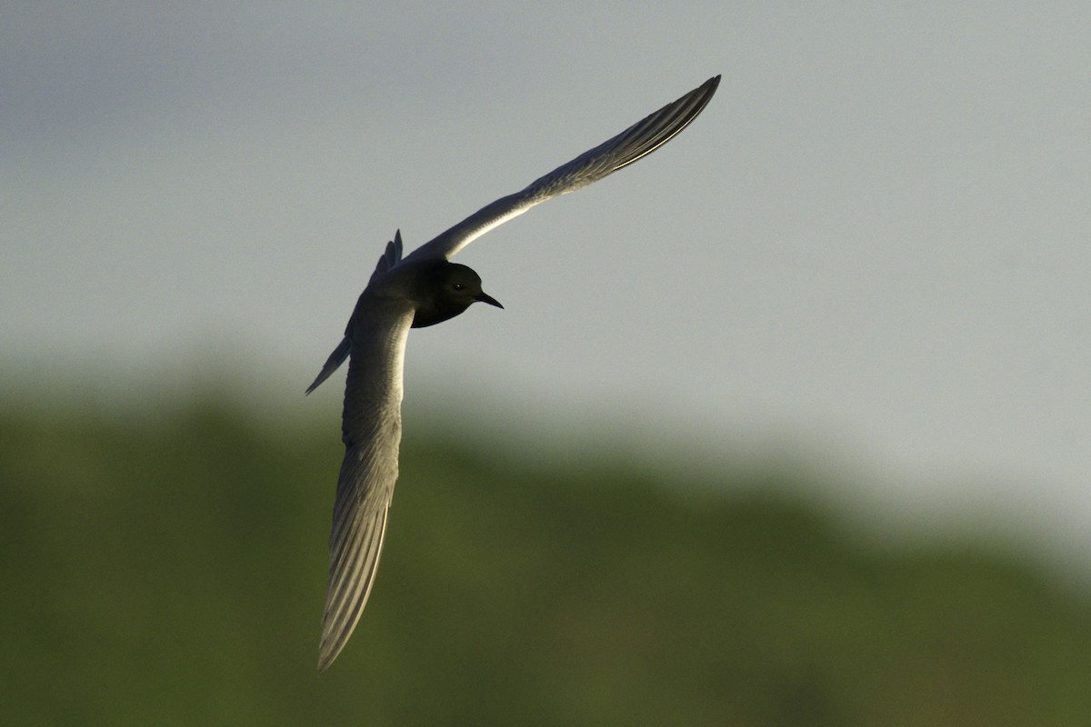 Black Tern - Martin  Carlin