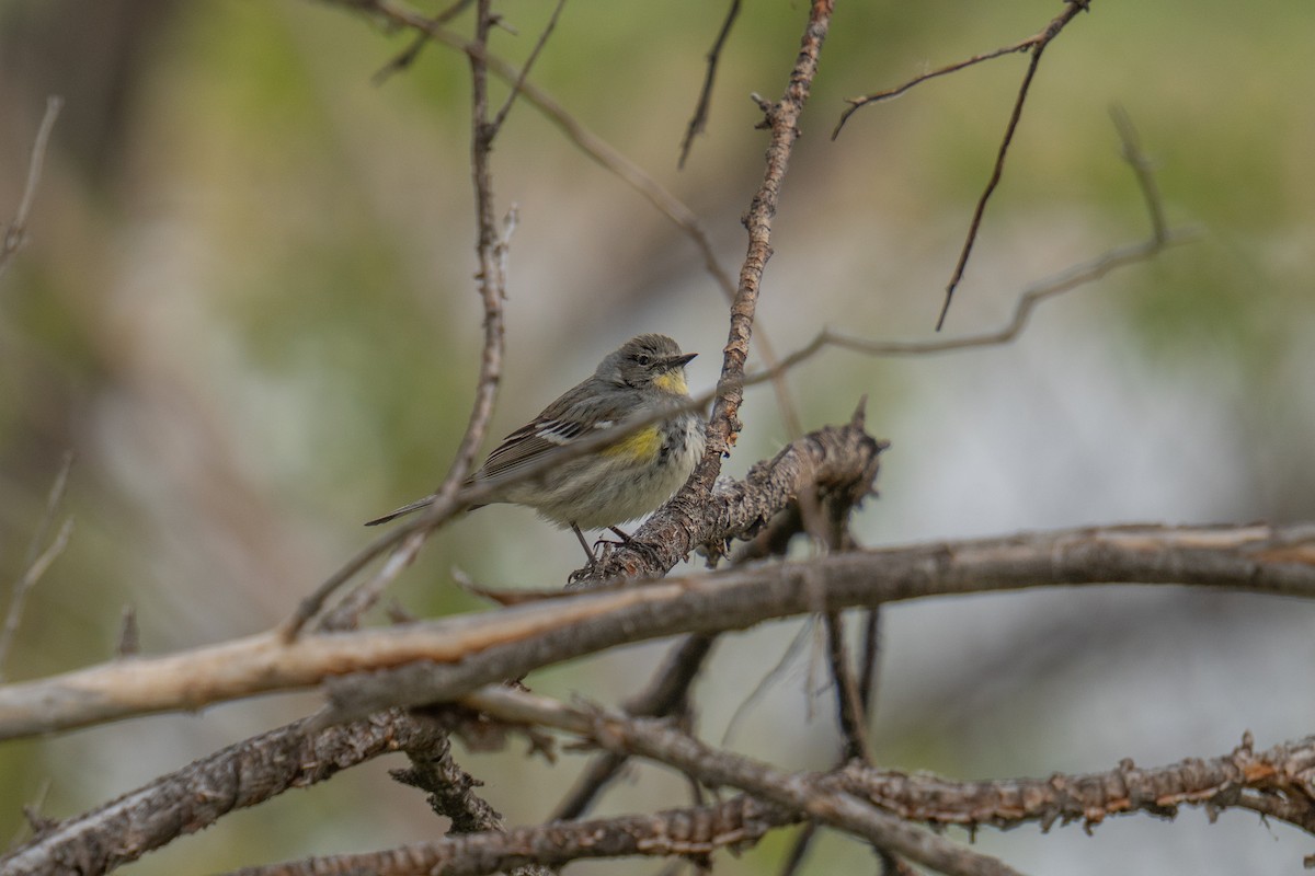 Yellow-rumped Warbler - Jason Cole