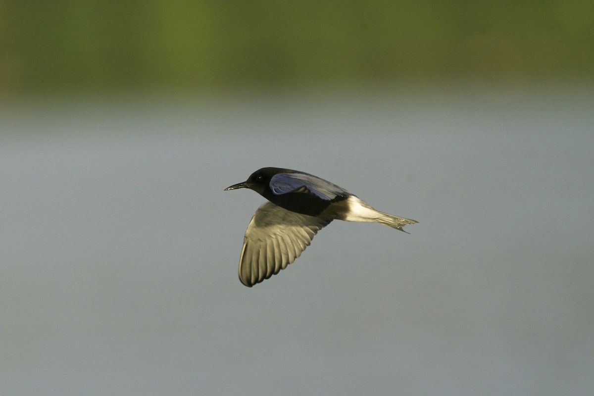 Black Tern - Martin  Carlin