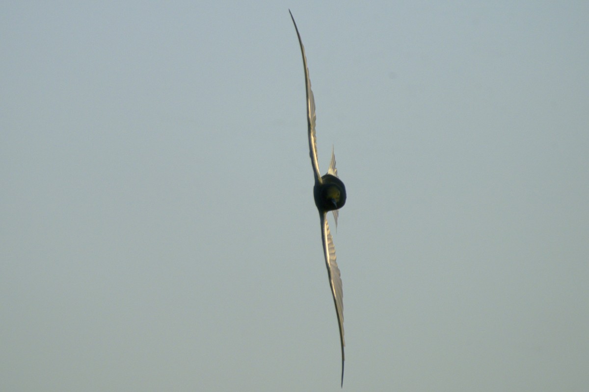 Black Tern - Martin  Carlin