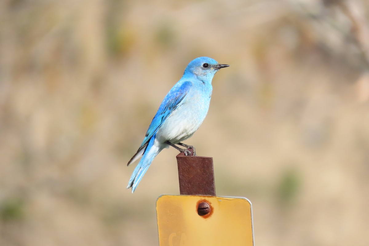 Mountain Bluebird - Shane Dollman