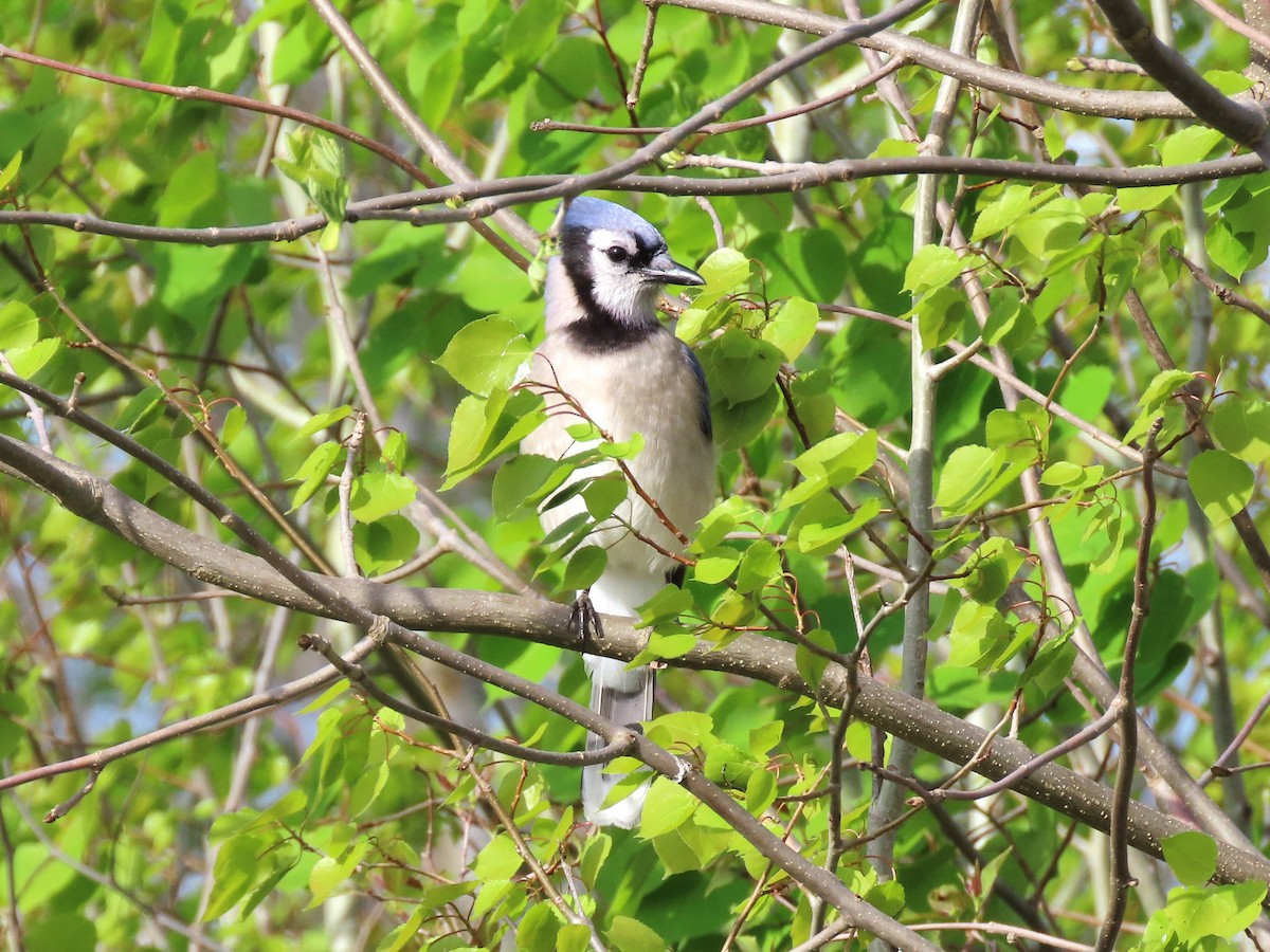 Blue Jay - Dave&Kerry Sehloff