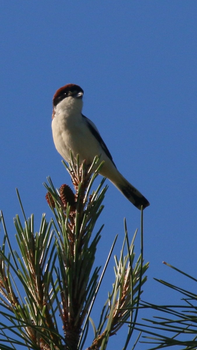 Woodchat Shrike - Ian McQuade