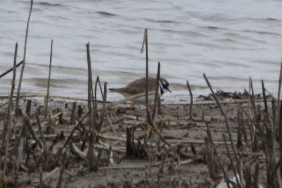 Common Ringed Plover - ML618890335