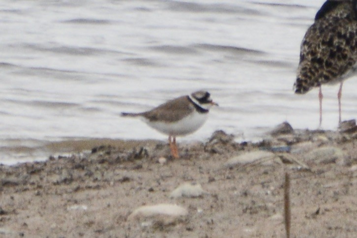 Common Ringed Plover - ML618890336