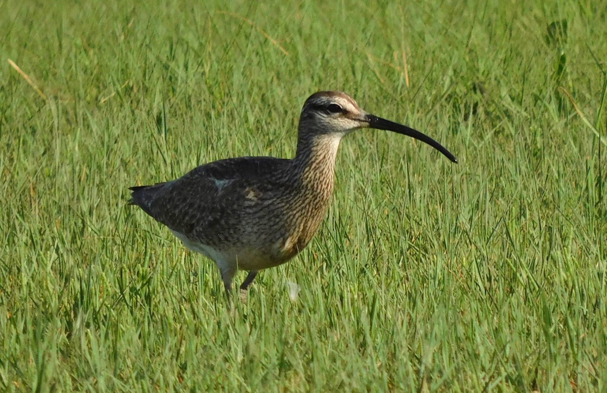 Whimbrel - Kathy Rhodes