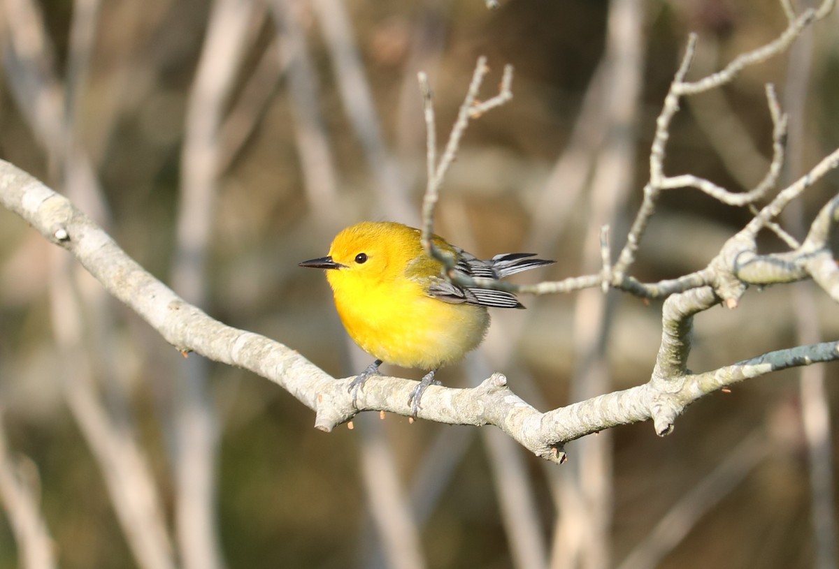 Prothonotary Warbler - Leo & Melissa Bachand