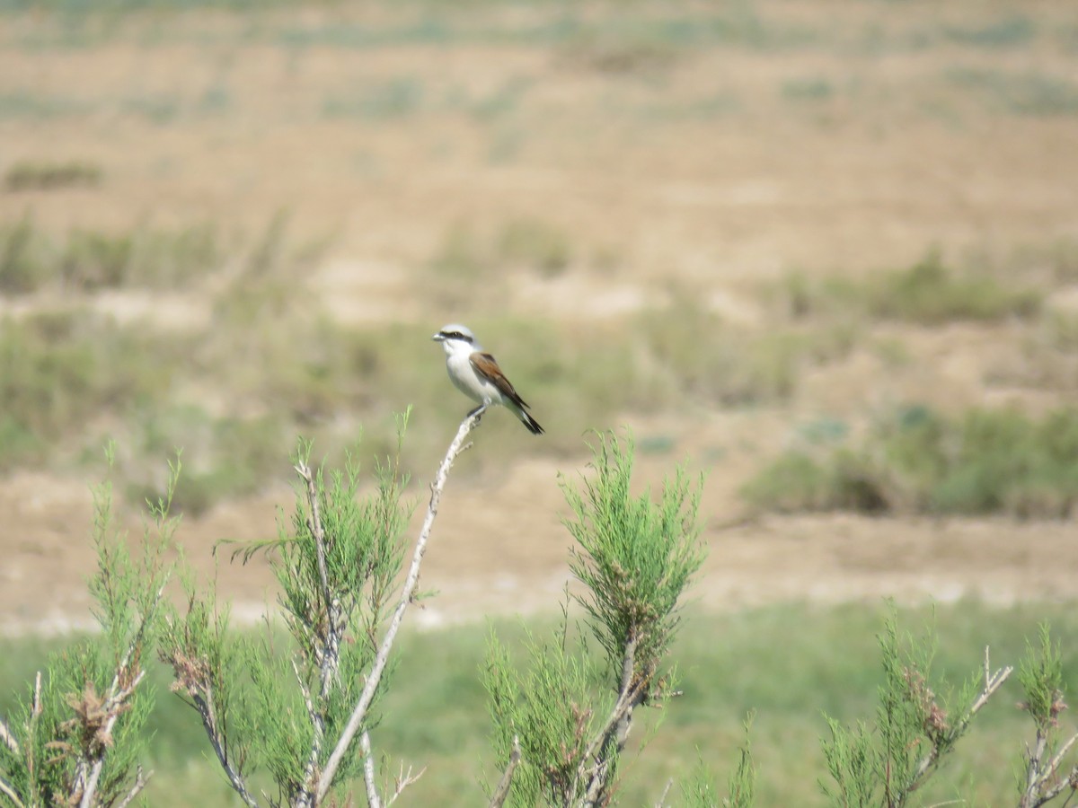 Red-backed Shrike - Houman Doroudi