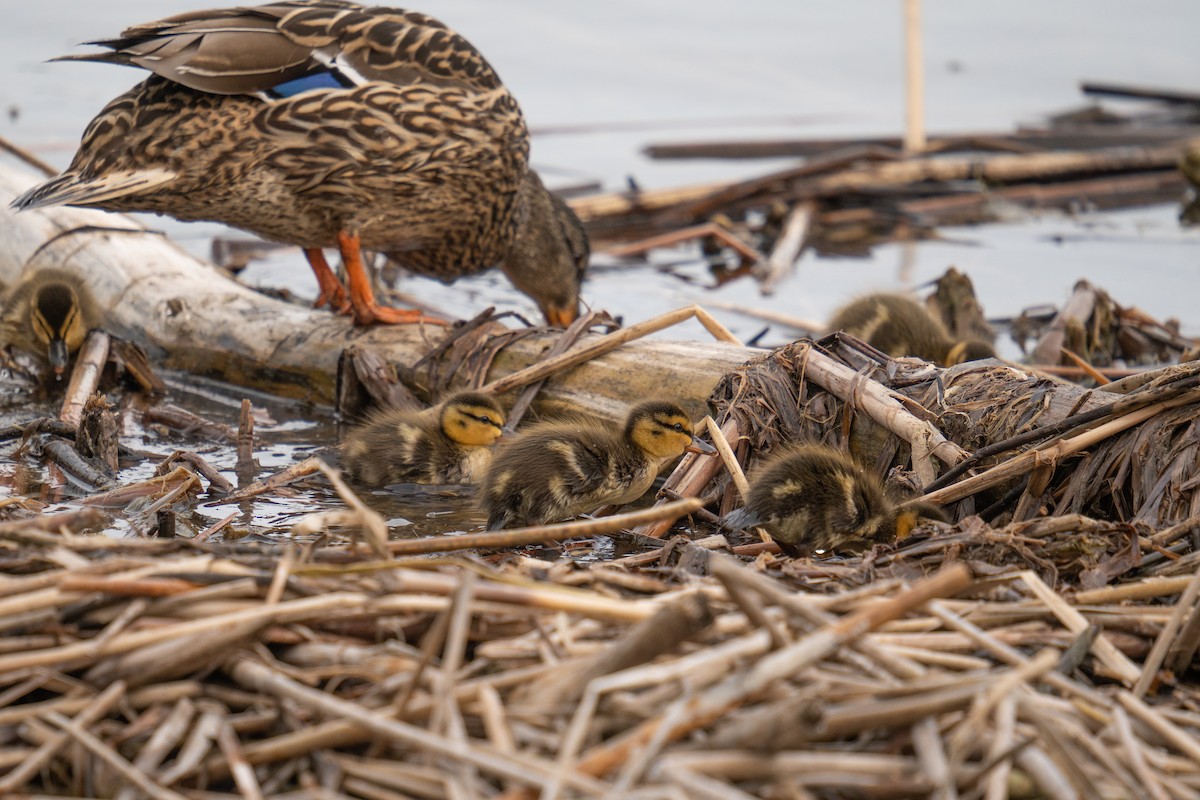 Mallard - Jason Cole