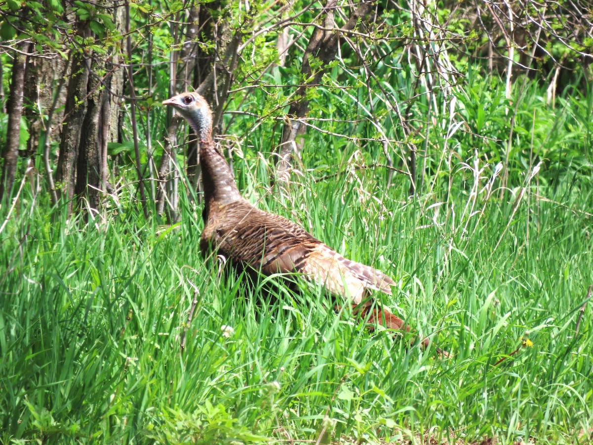 Wild Turkey - Dave&Kerry Sehloff