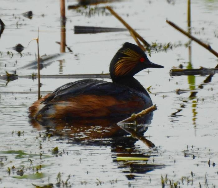 Eared Grebe - Andy Todd