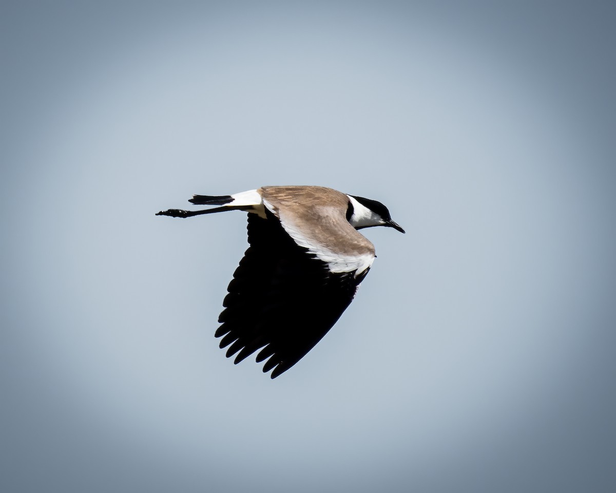 Spur-winged Lapwing - Stratis Vavoudis