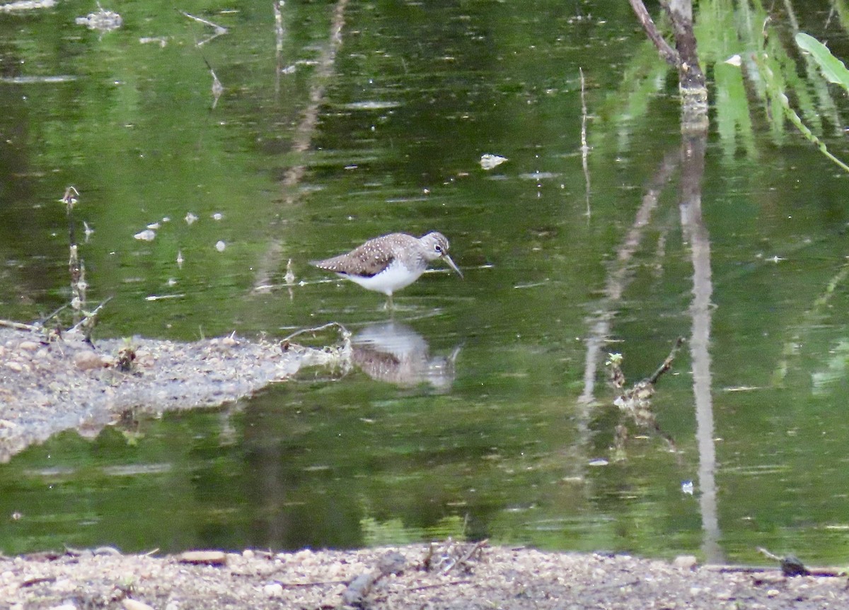 Solitary Sandpiper - ML618890437