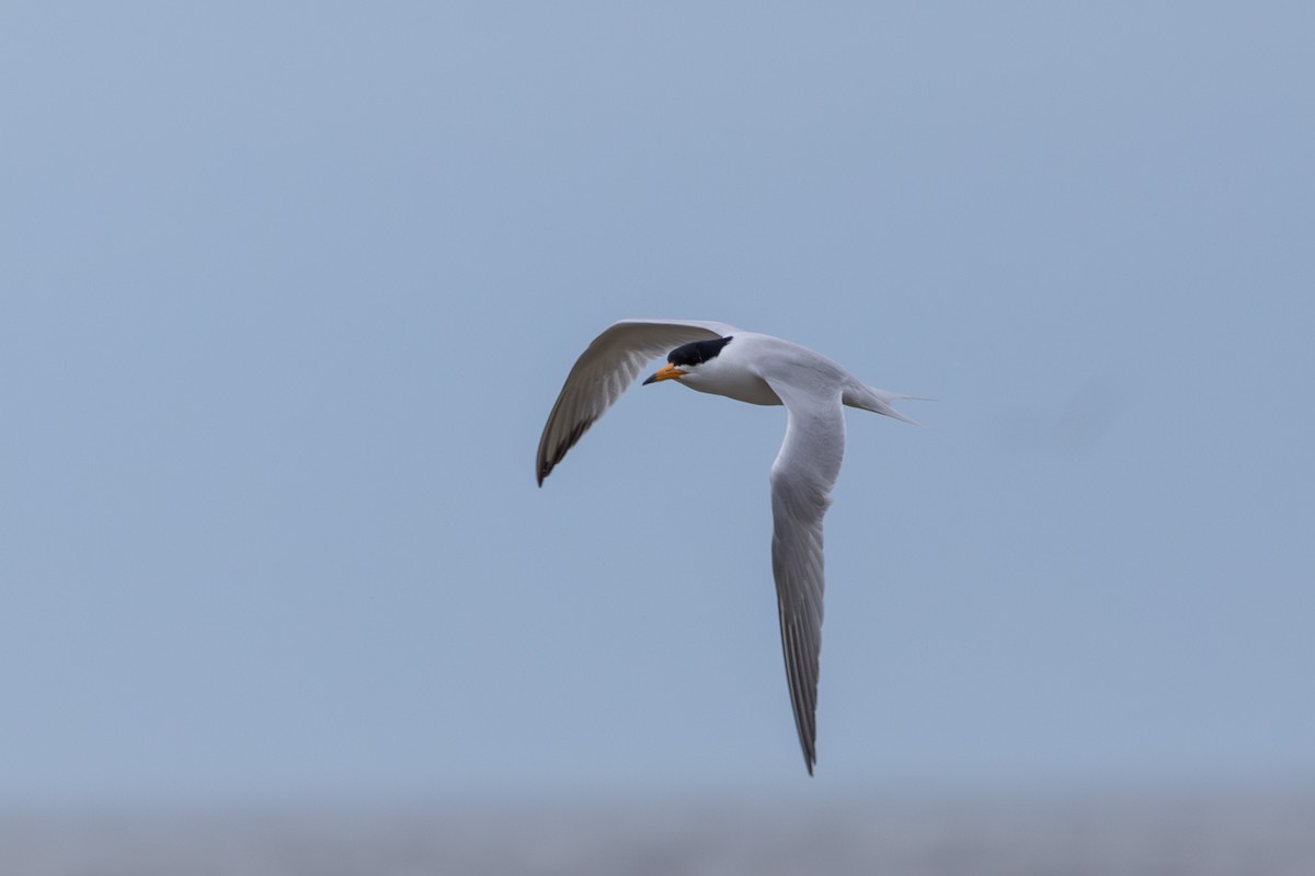 Chinese Crested Tern - Paul Ha