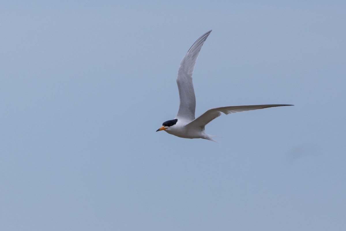 Chinese Crested Tern - Paul Ha