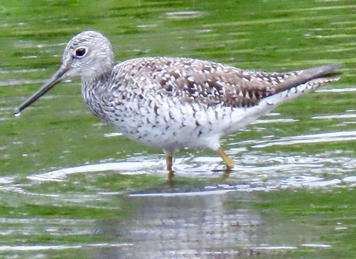 Greater Yellowlegs - ML618890445