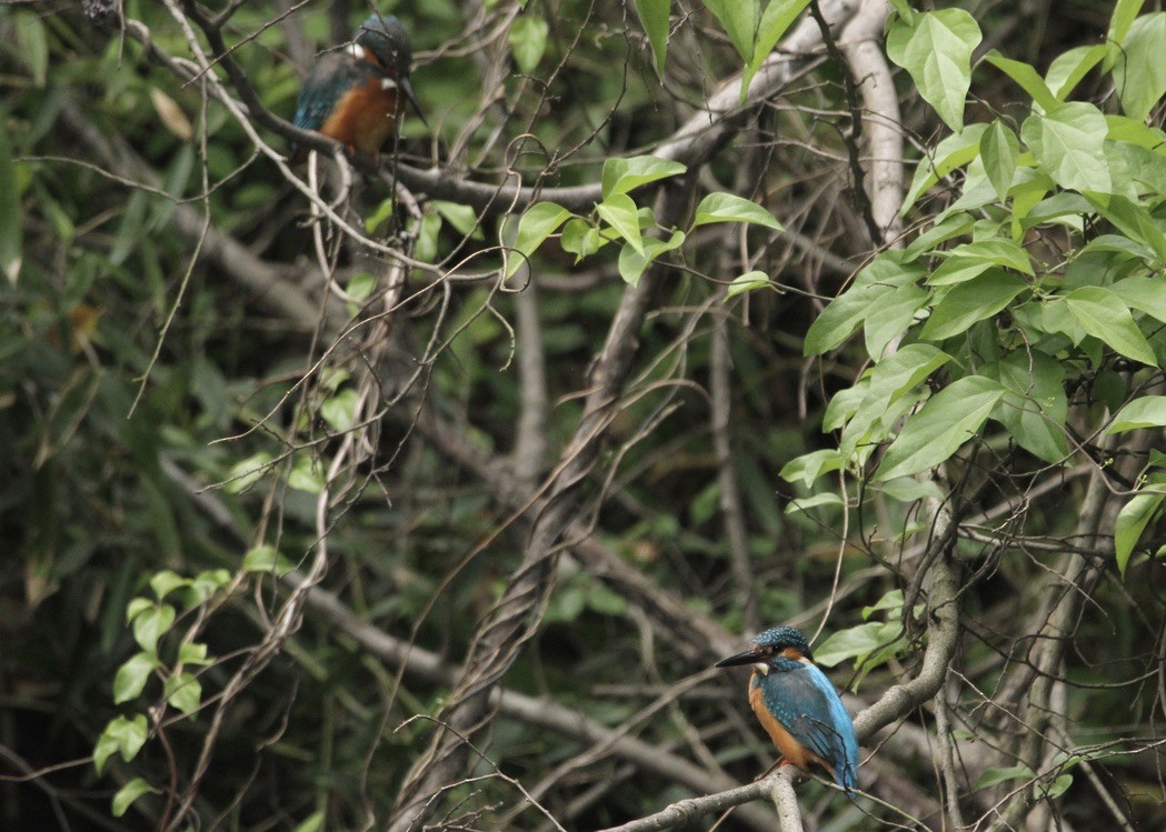 Common Kingfisher - ML618890447