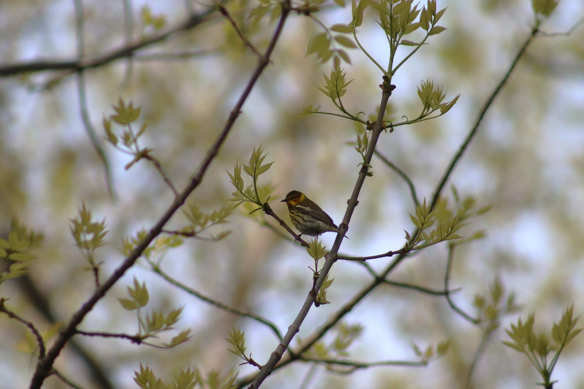 Cape May Warbler - ML618890448