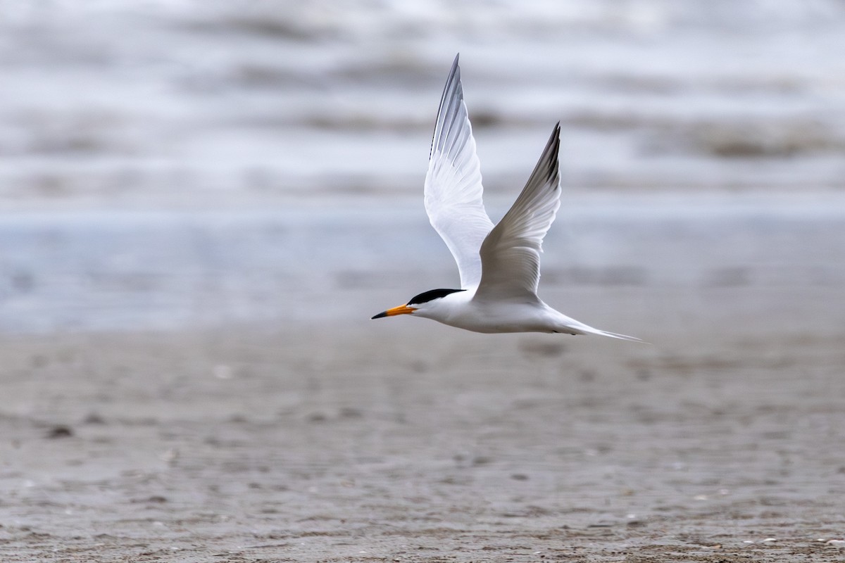 Chinese Crested Tern - Paul Ha