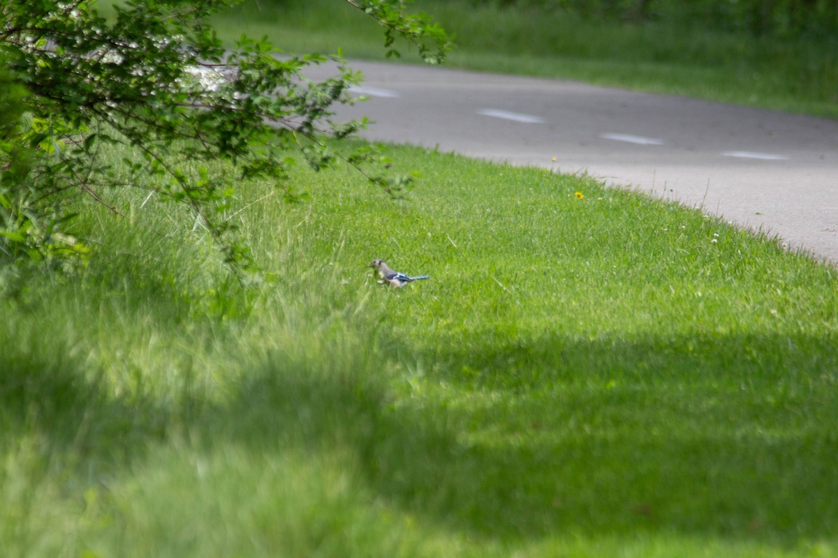 Blue Jay - Landon Belding