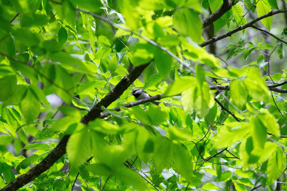 Carolina Chickadee - Landon Belding