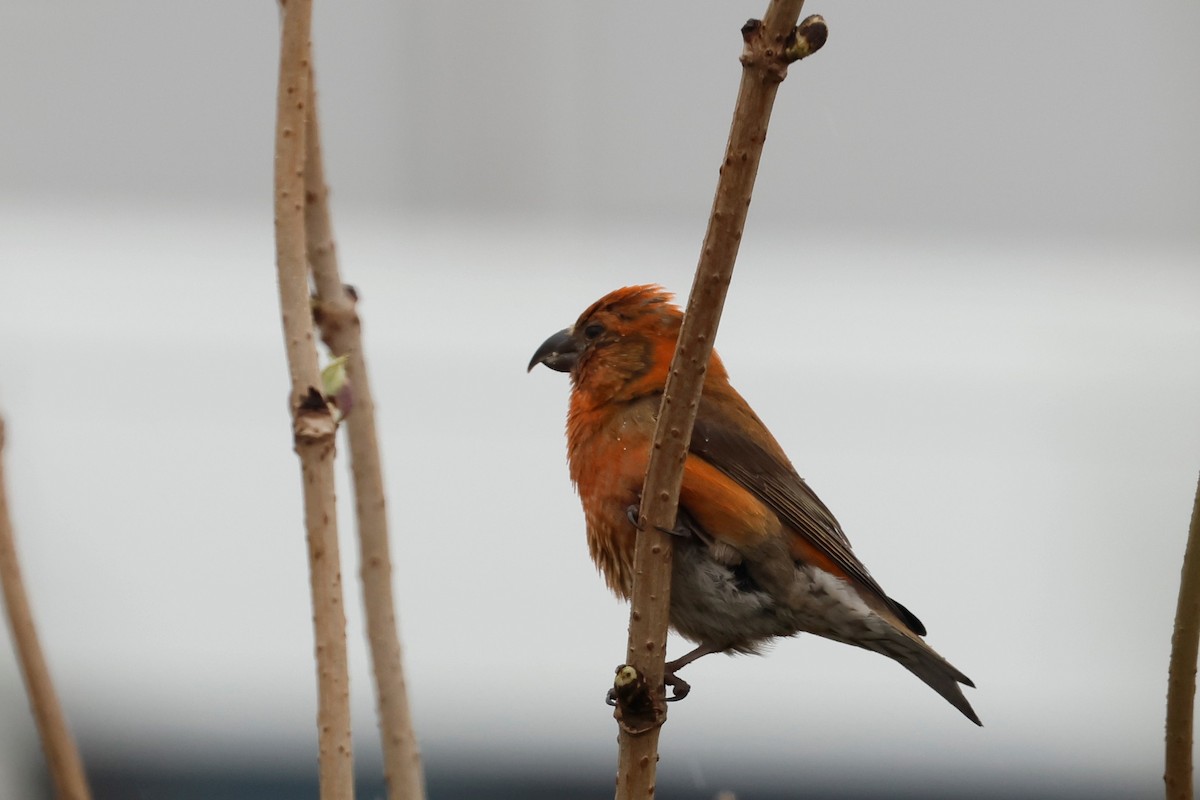 Red Crossbill - ML618890457