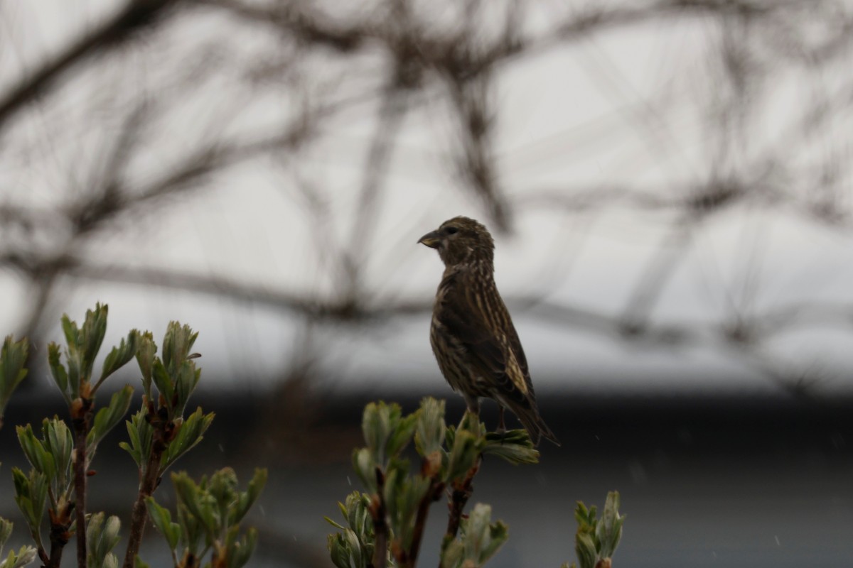 Red Crossbill - ML618890458