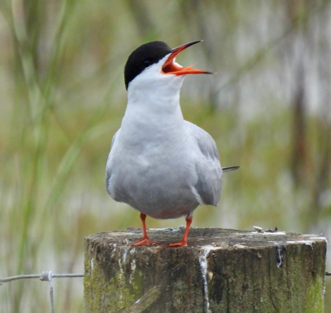 Common Tern - Andy Todd