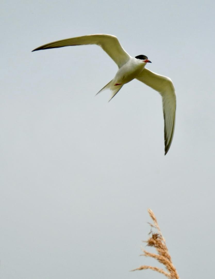Common Tern - Andy Todd