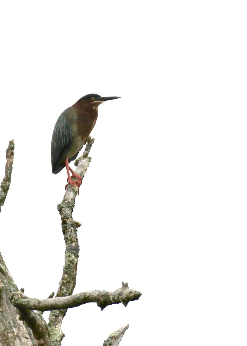 Green Heron - ML618890469