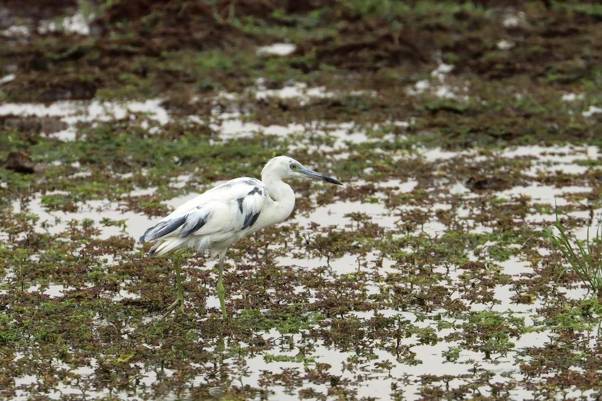 Little Blue Heron - John van Dort