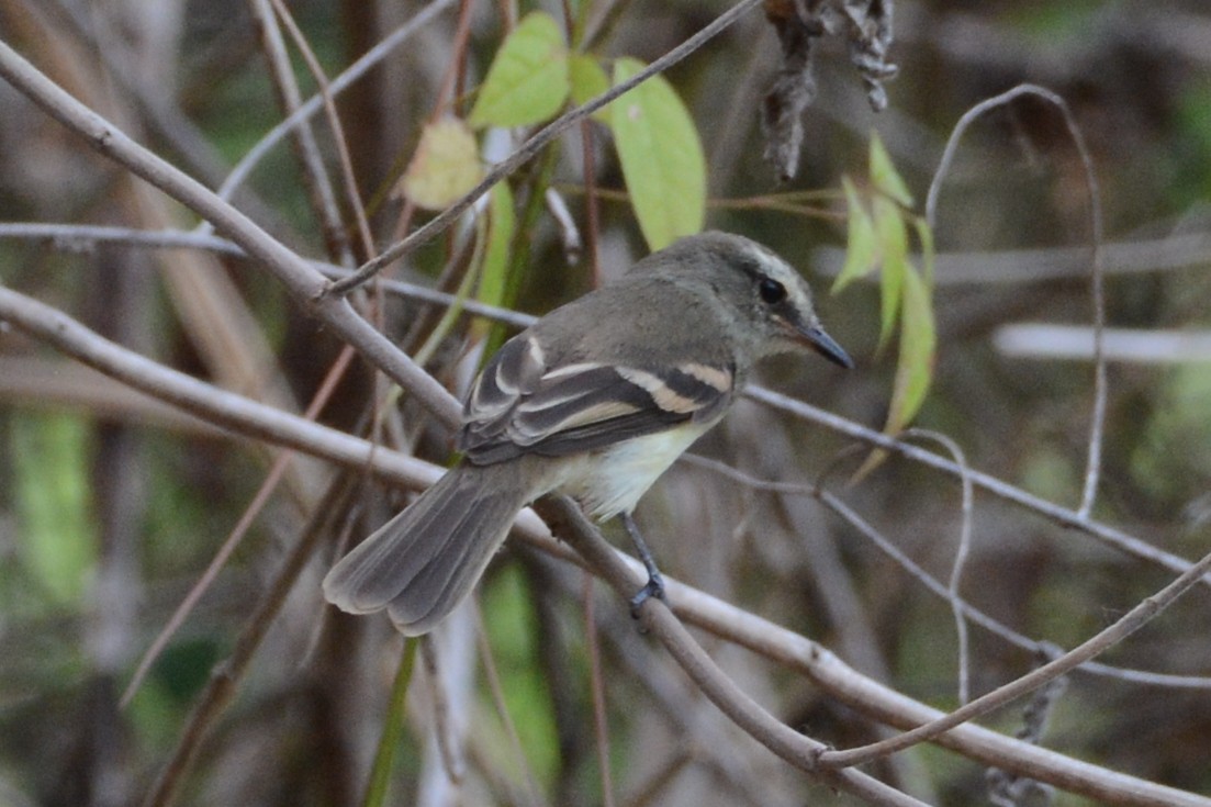 Fuscous Flycatcher - ML618890477