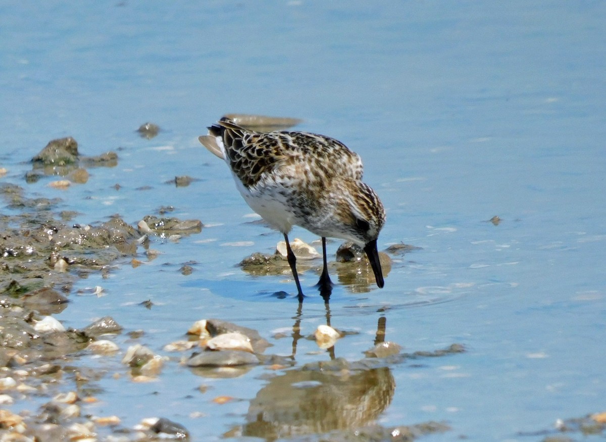 Semipalmated Sandpiper - ML618890482