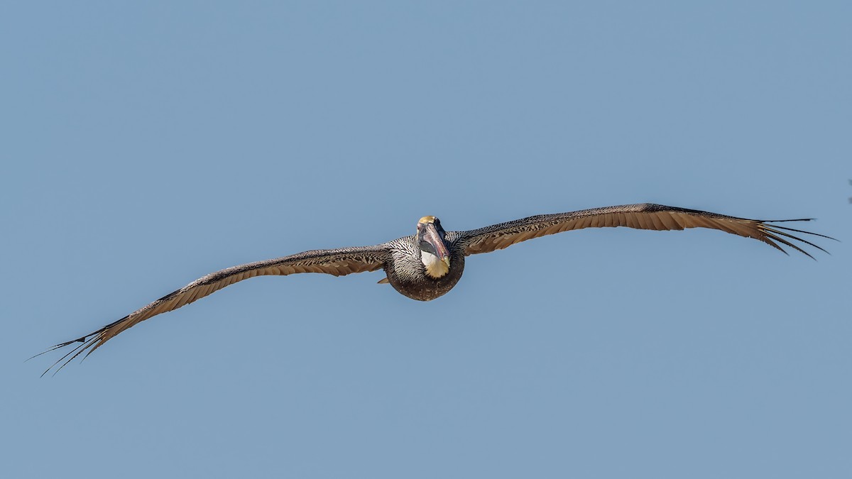 Brown Pelican - ML618890489