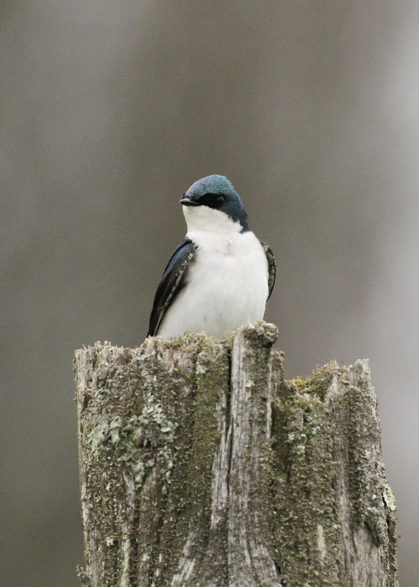 Golondrina Bicolor - ML618890496