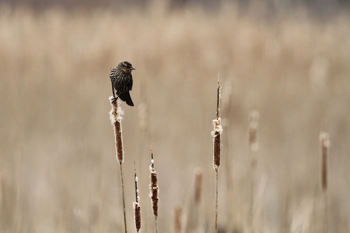 Red-winged Blackbird - ML618890514