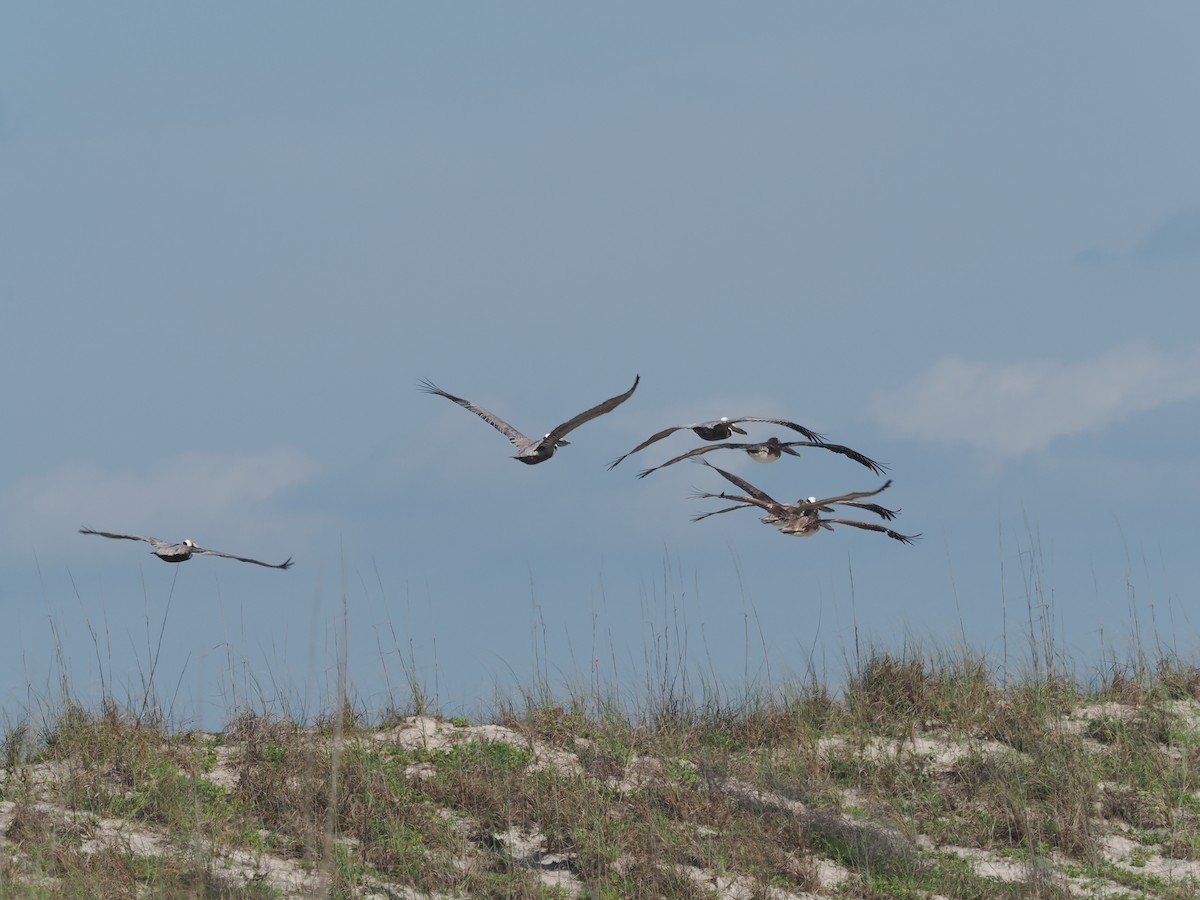 Brown Pelican - ML618890515