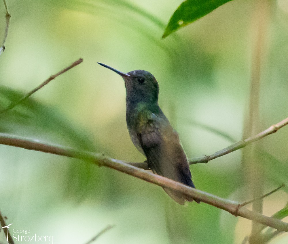 White-chinned Sapphire - George Strozberg