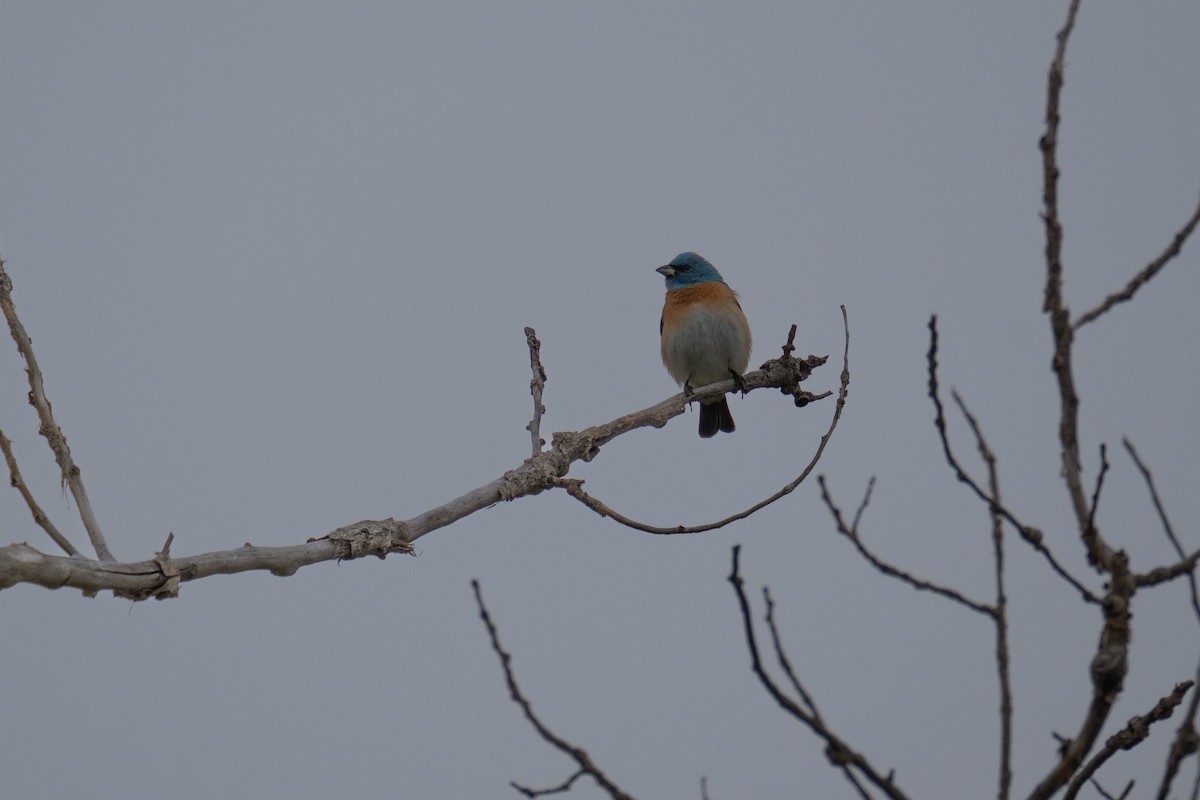 Lazuli Bunting - Jason Cole