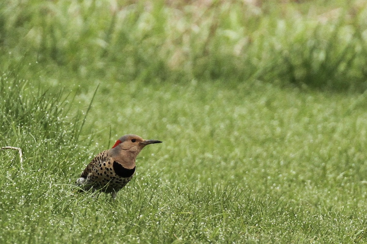 Northern Flicker - ML618890543